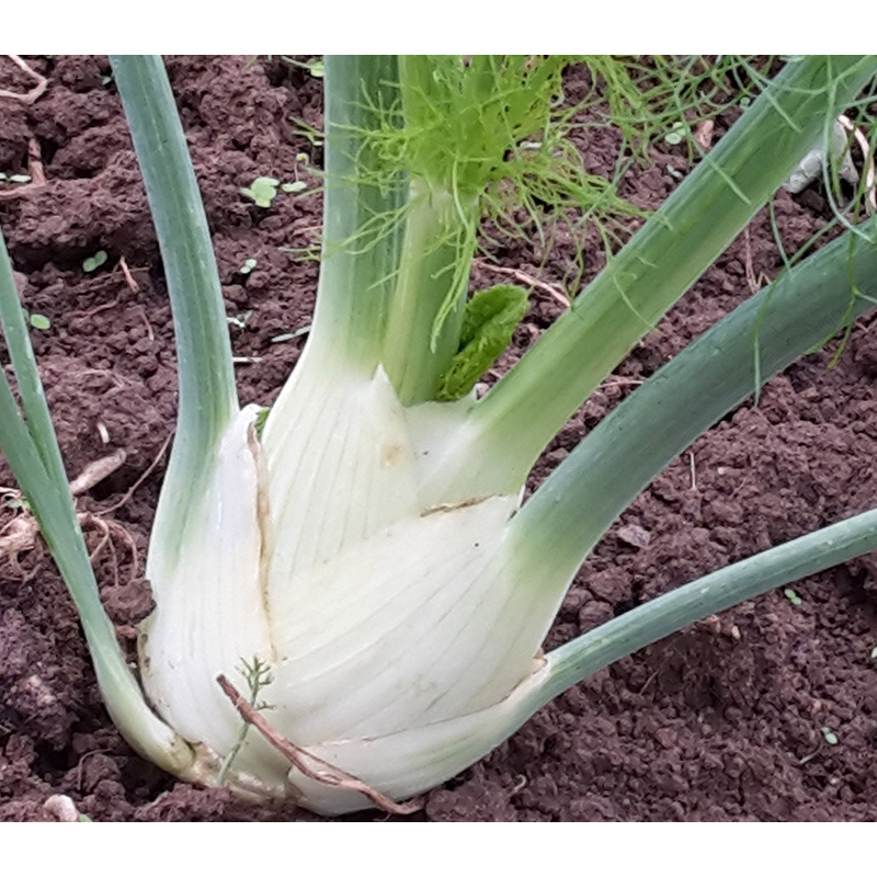 Geschmorter Fenchel