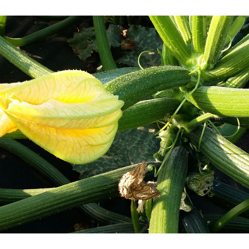 Zucchini-Nusskuchen